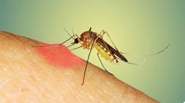 ISHP konfirmon rastin e parë me virusin Zika në Maqedoninë e Veriut